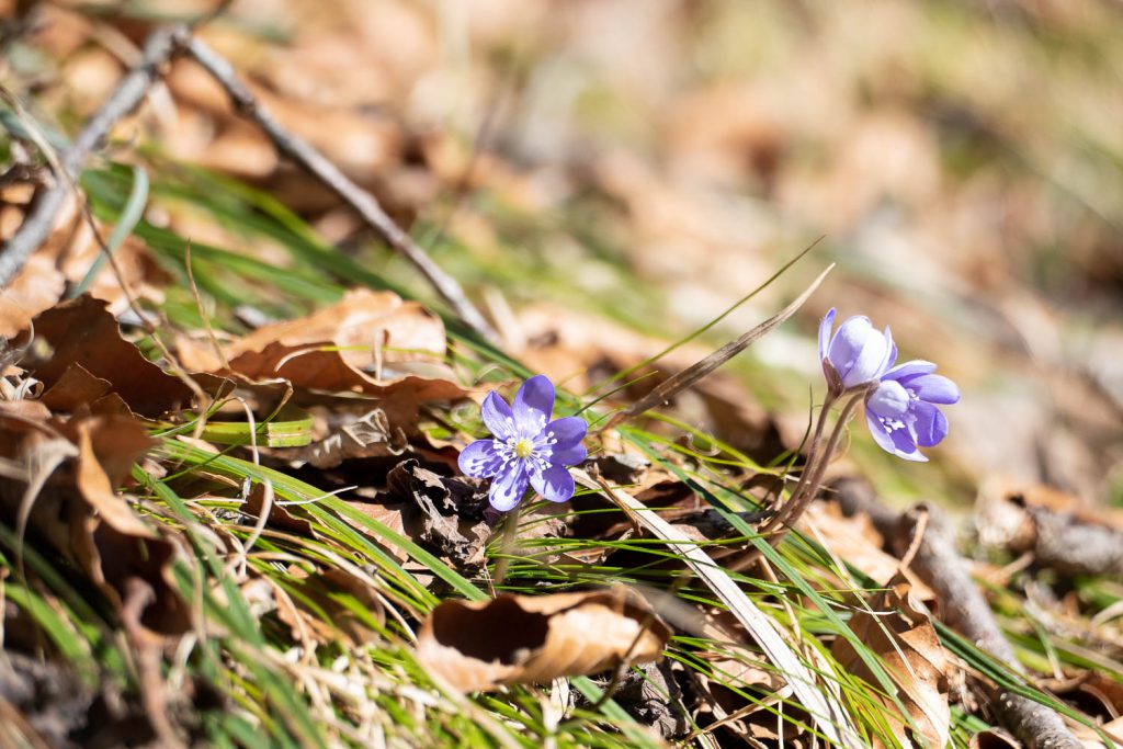 Frühlingsanfang Frühblüher Baumgartenschneid Galaun