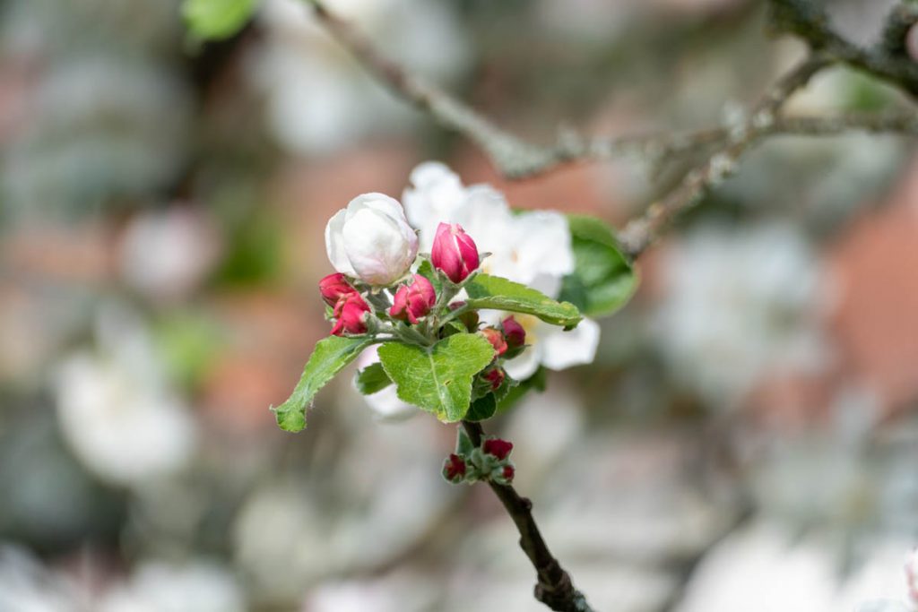 Frühling. 