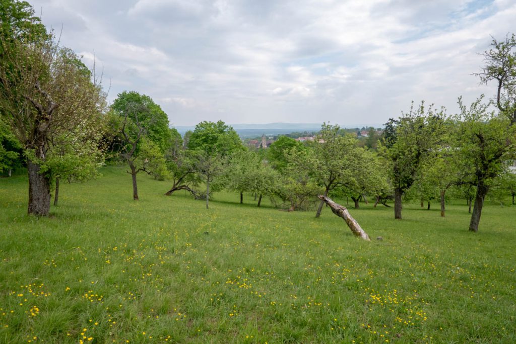 Streuobstwiesen rund um die Villa Remeis.