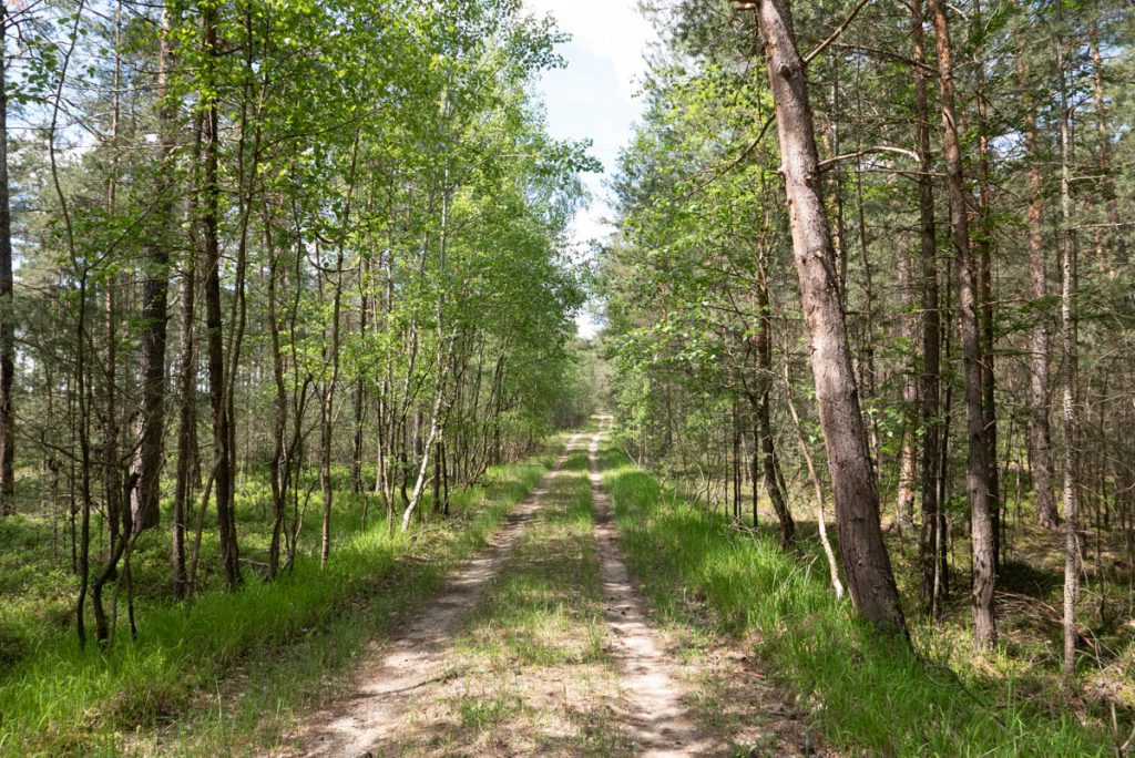 Viele Wege durchkreuzen den Nürnberger Reichswald.