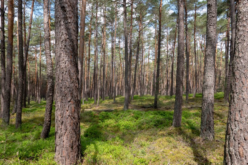 Ich seh den Wald vor Bäumen nicht! 