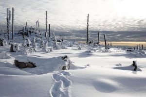 Am Grenzkamm im Bayerischen Wald, nahe Dreiländereck