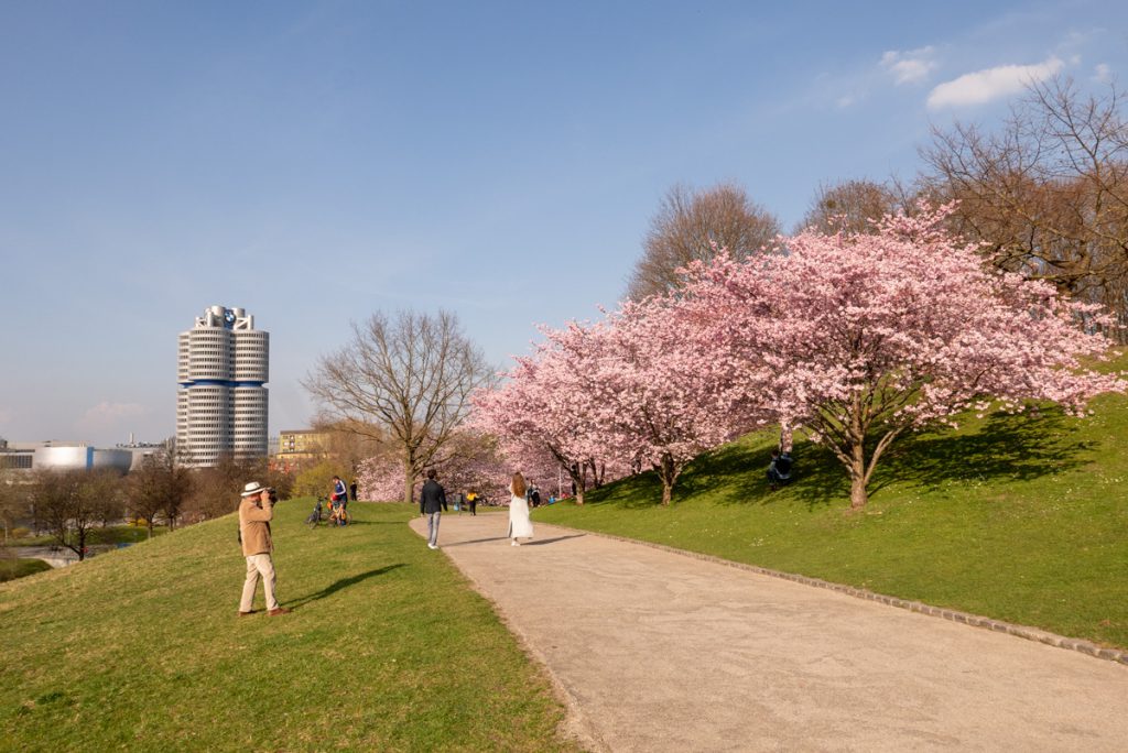 T-1: Freitag, 20. März 2020, 16:04. - Kirschblütenfreude, bevor am nächsten Tag die bayerische Ausgangsbeschränkung kommt.