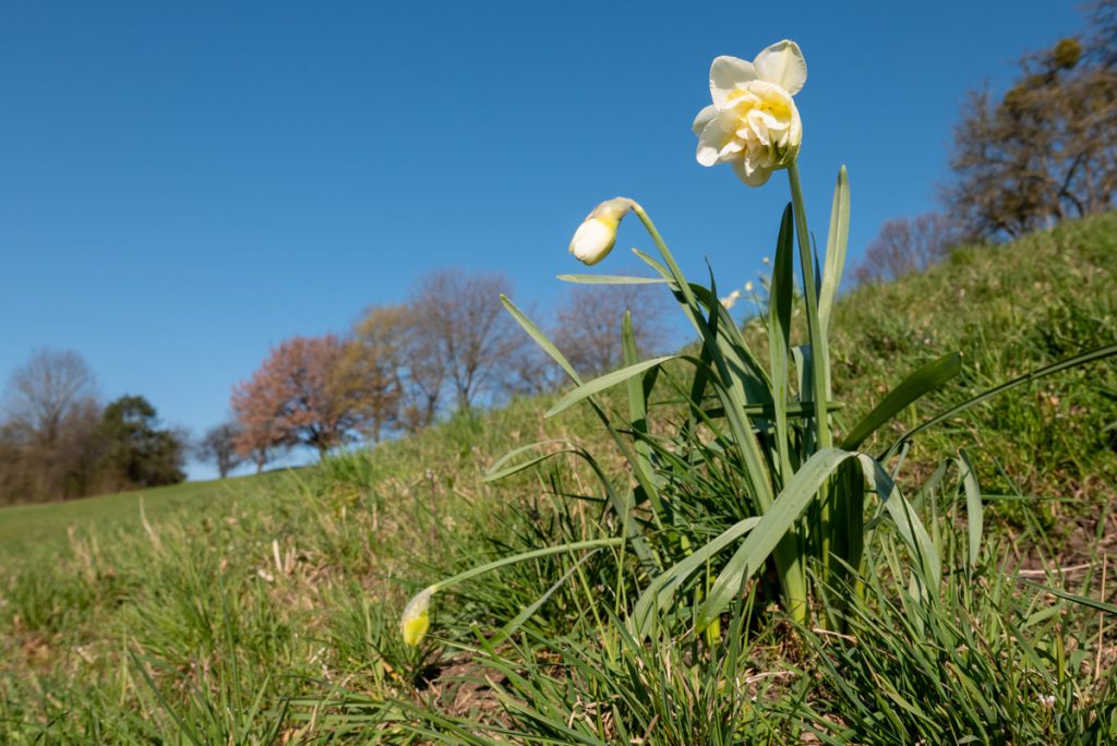 T13: Donnerstag, 2. April 2020, 8:28. - Farbtupfer.