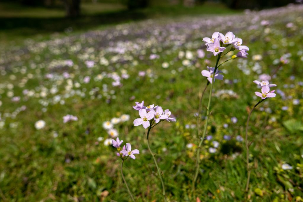 T23: Sonntag, 12. April 2020, 14:11. - Frühlingswiese.