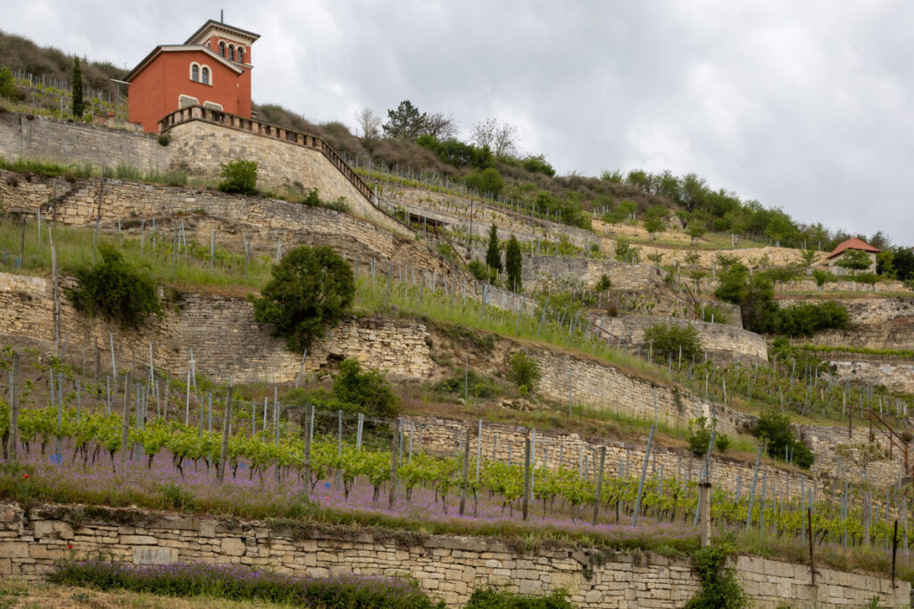 Weinbau am Schweigenberg in Freyburg.