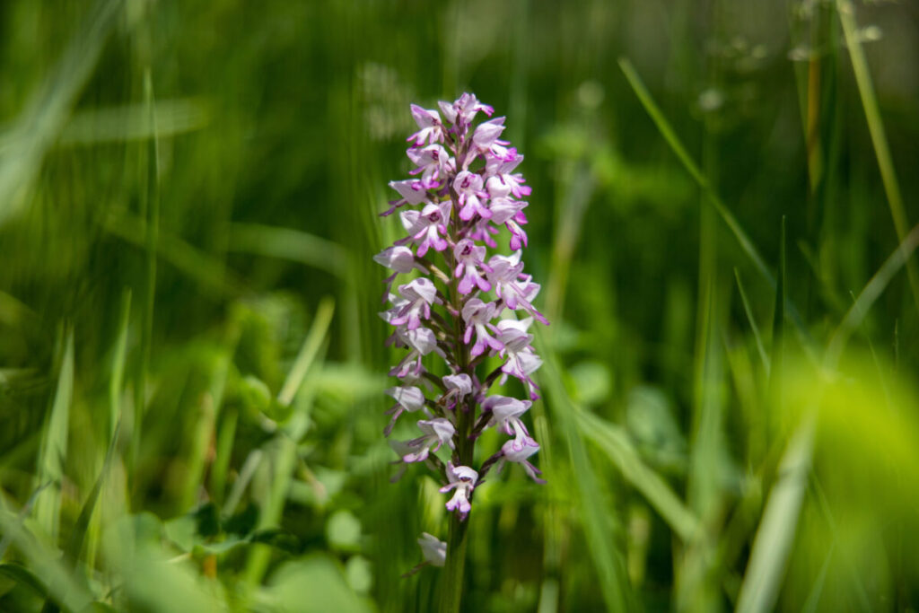 Am Orchideenpfad auf dem Rödel.