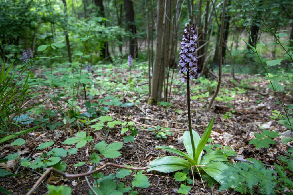 Purpurknabenkraut (Orchis purpurea) am Rödel.