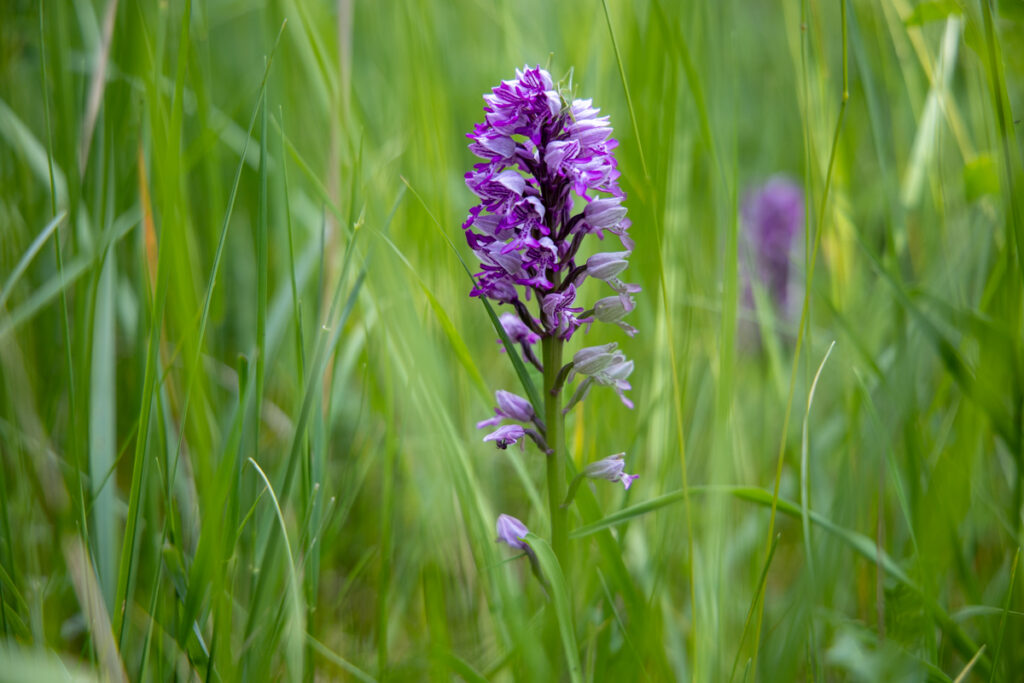 Helm-Knabenkraut (Orchis militaris) auf dem Rödel. 