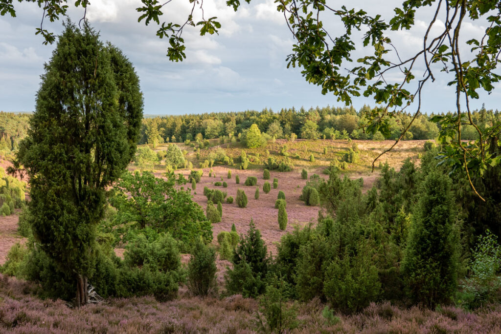 Septemberabend im Totengrund, Lüneburger Heide (2)