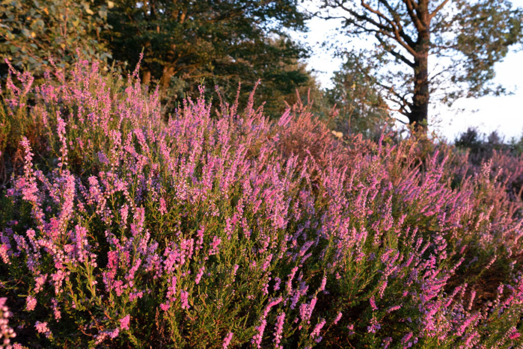 Septemberabend im Totengrund, Lüneburger Heide (1)