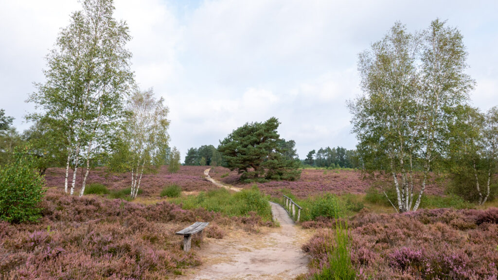 Lüneburger Heide