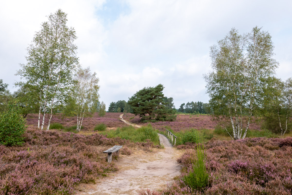 Lüneburger Heide