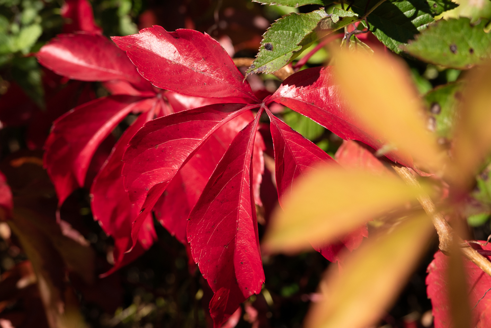 Herbstwanderung auf die Aidlinger Höhe  