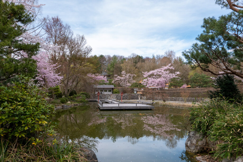 Sakura: Kirschblüte im Japanischen Garten im Westpark, München