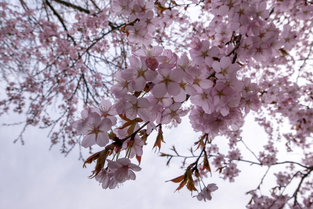 Sakura: Kirschblüte im Westpark, München