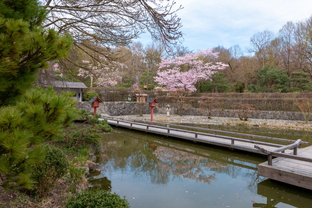 Sakura: Kirschblüte im Westpark, München