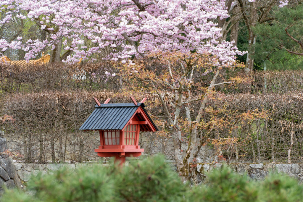 Sakura: Kirschblüte im Westpark, München