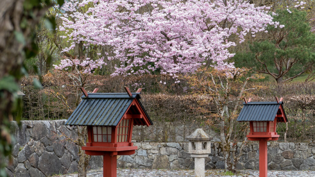 Sakura: Kirschblüte im Westpark, München