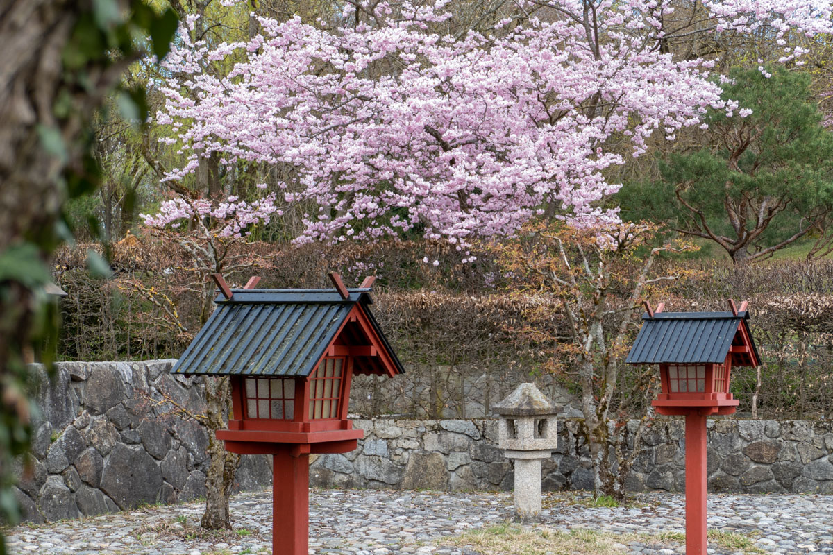 Sakura: Kirschblüte im Westpark, München