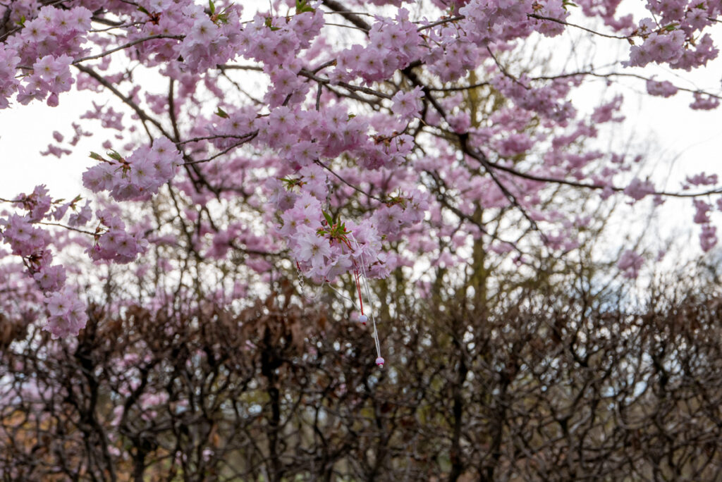 Sakura: Kirschblüte im Westpark, München