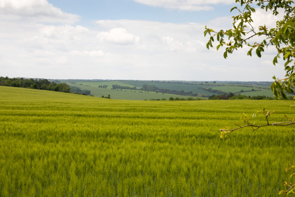 Blick vom Rödel bei Freyburg über den sanft gewellten Burgenlandkreis. Grüne Felder, von rechts ragt ein Baum ins Blickfeld. 