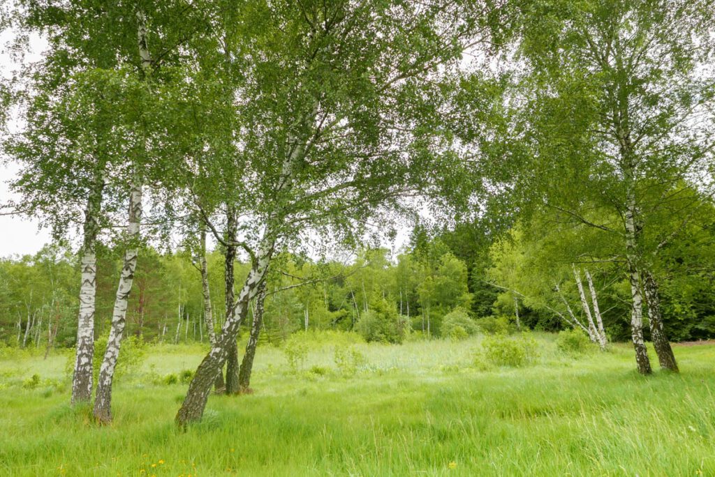 Birken im Wildmoos