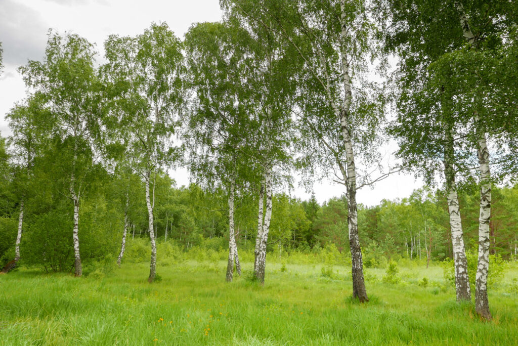 Birkengruppe im Wildmoos