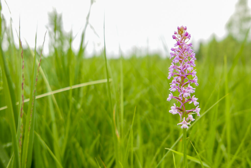 kleine purpurfarbene Orchidee im Wildmoos