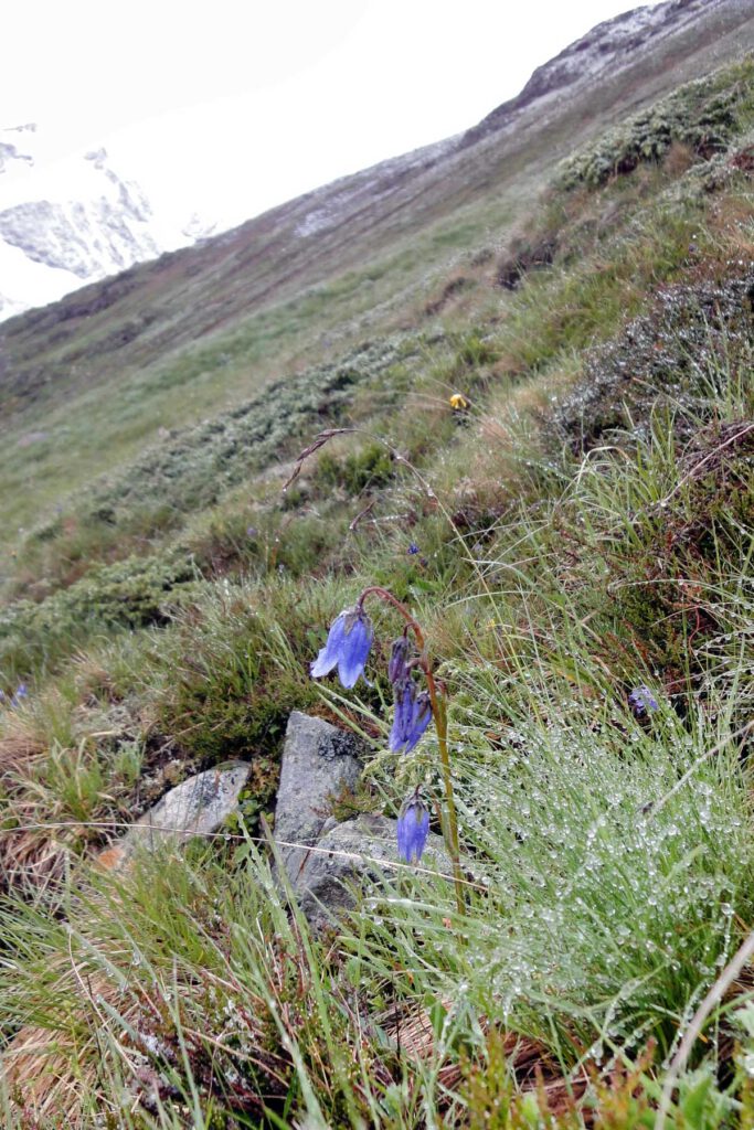 Pitztaltour (7) - Am Fuldaer Höhenweg, Glockenblume