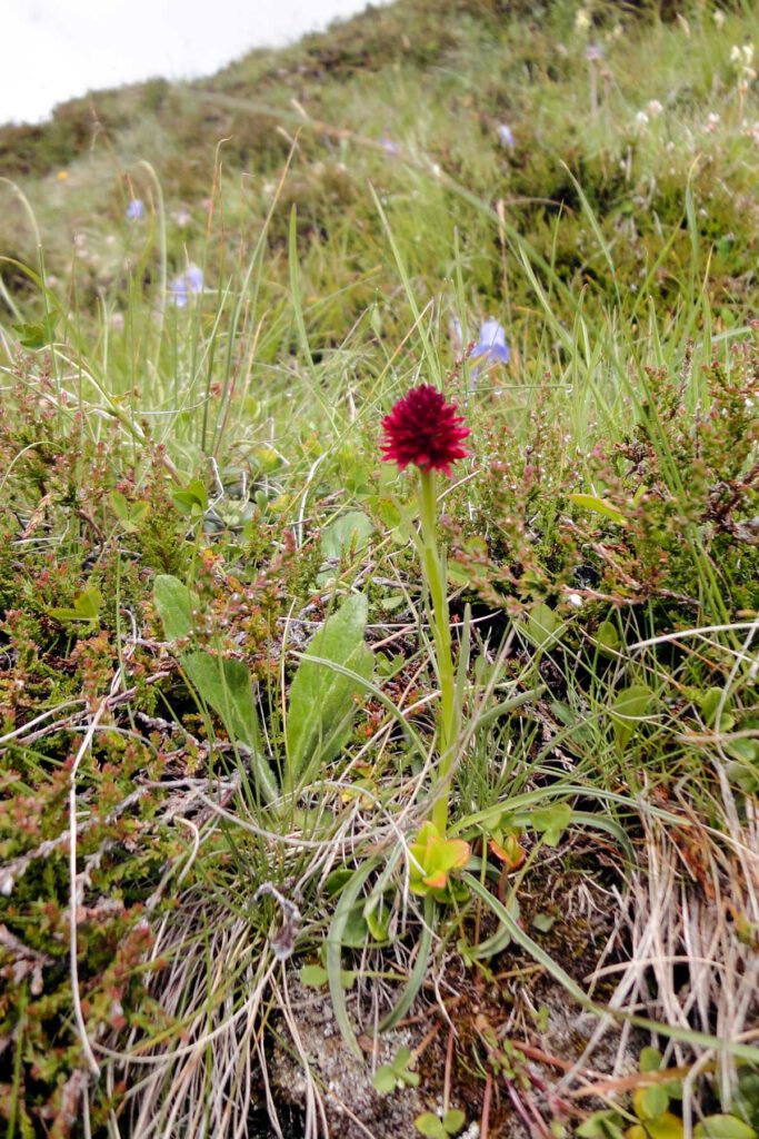 Pitztaltour (6) - Am Fuldaer Höhenweg, Schwarzes Kohlröschen