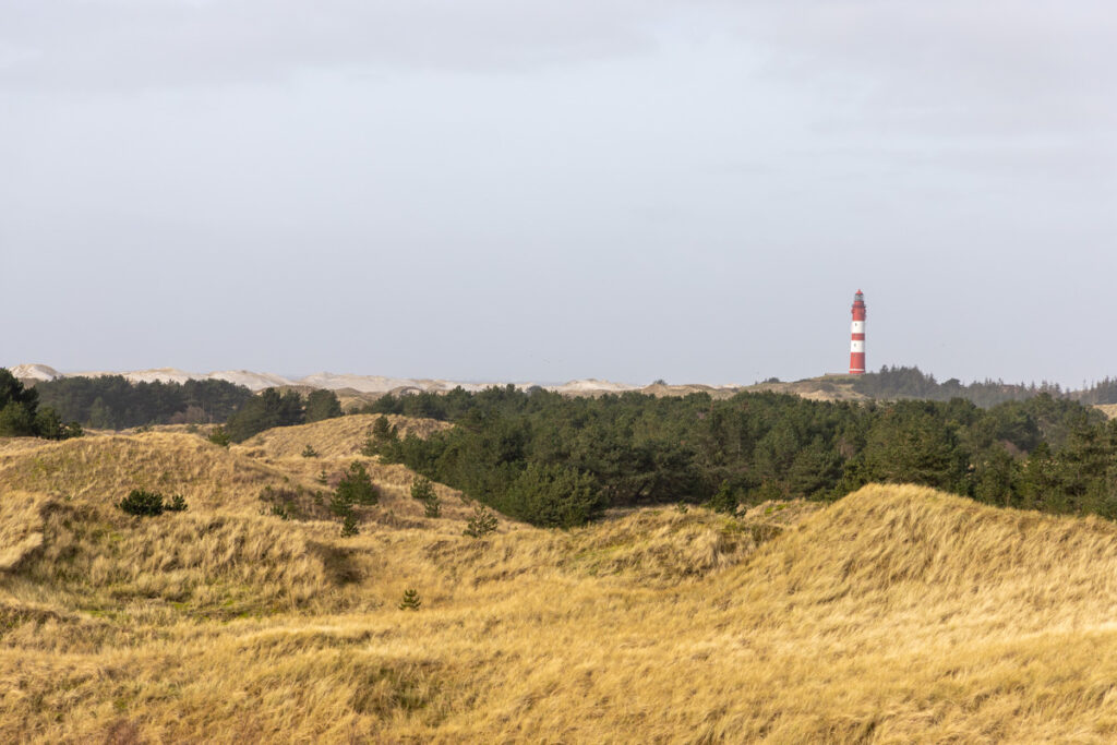 Rückblick aus südlicher Richtung zum Dünenwanderweg