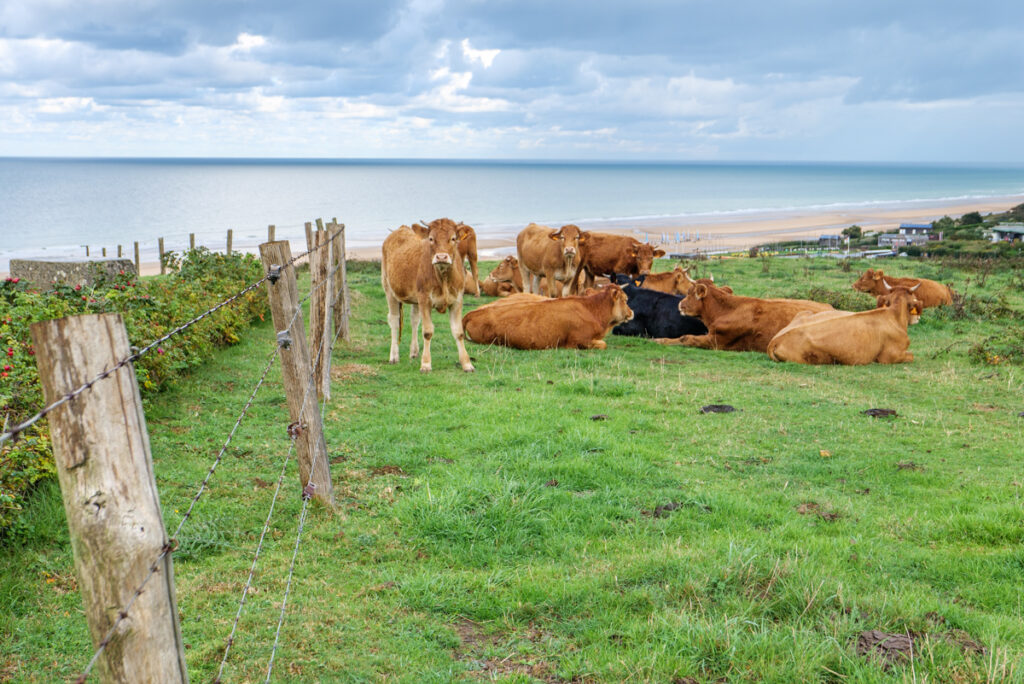 Friedliche Stimmung zwischen ehemaligen Bunkern – oberhalb vom Omaha Beach.