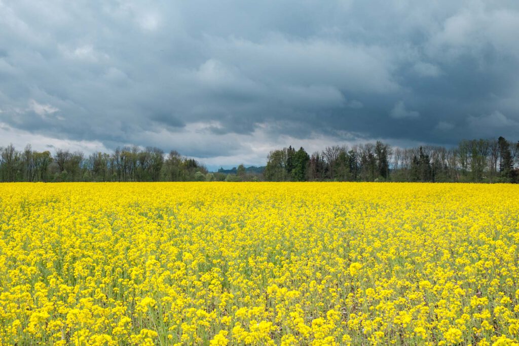 Ein Rapsfeld leuchtet gelb in der Sonne. Der Himmel ist verhangen mit dicken Regenwolken.