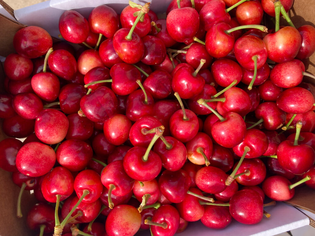 Direkt von der Plantage: Kirschen essen in Miravet. 